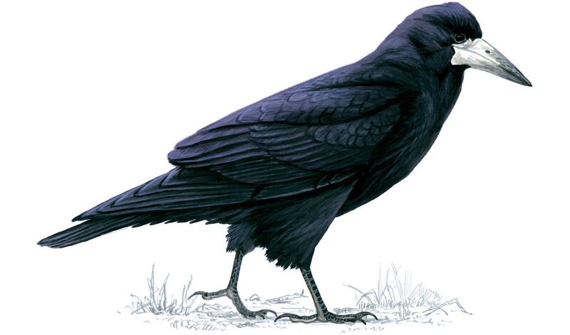 Rook Corvus frugilegus. Illustration: Mike Langman/rspb-images.com. For Ireland's most common garden birds poster, May 2021.