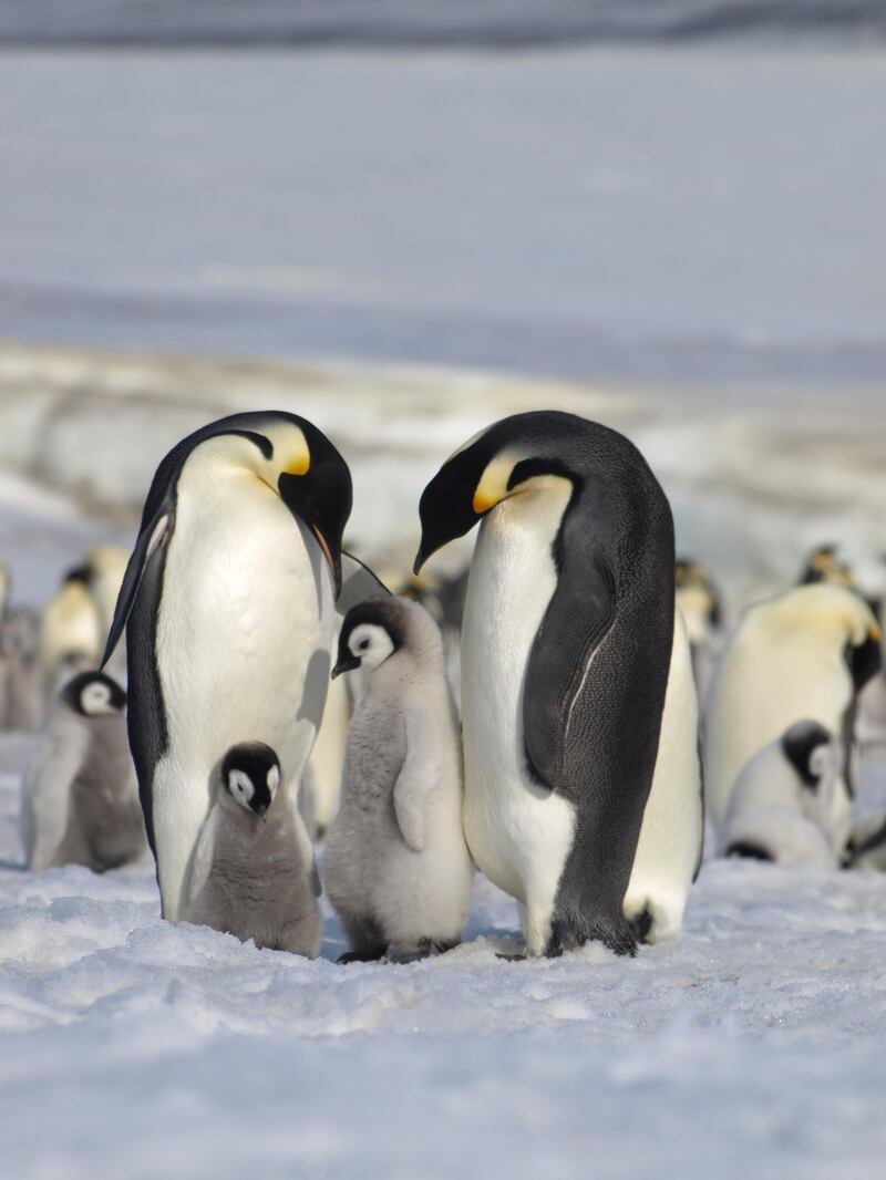 Two emperor penguins with chicks. Photograph: Peter Fretwell/British Antarctic Survey/PA Wire 
