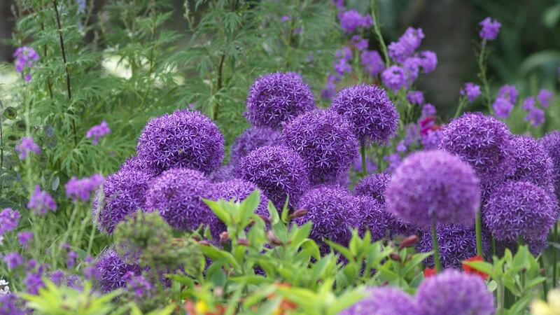 The violet, drumstiock flowers of Allium ‘Globemaster’ , an early summer flowering bulbous plant. Photograph:  Richard Johnston