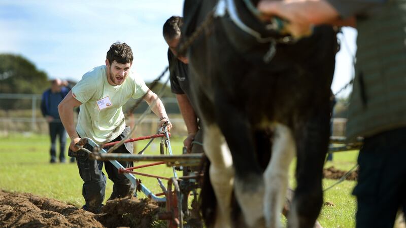 Shane McCarthy, Cork West, during the U40 Horse Plough class at the National Ploughing Championships in Screggan, Tullamore, Co. Offaly. Photograph: Dara Mac Dónaill