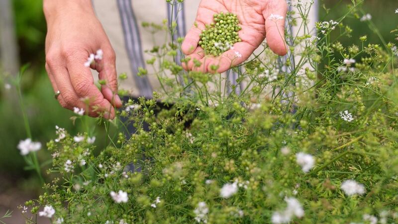 Harvesting coriander seed. Photograph: Richard Johnston