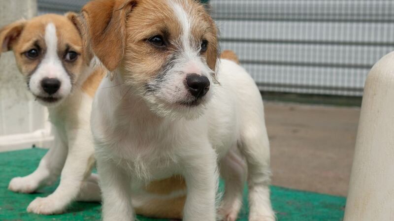 The puppies without tails were found when the ISPCA responded to a call from a concerned member of the public. Photograph: Hans Smits