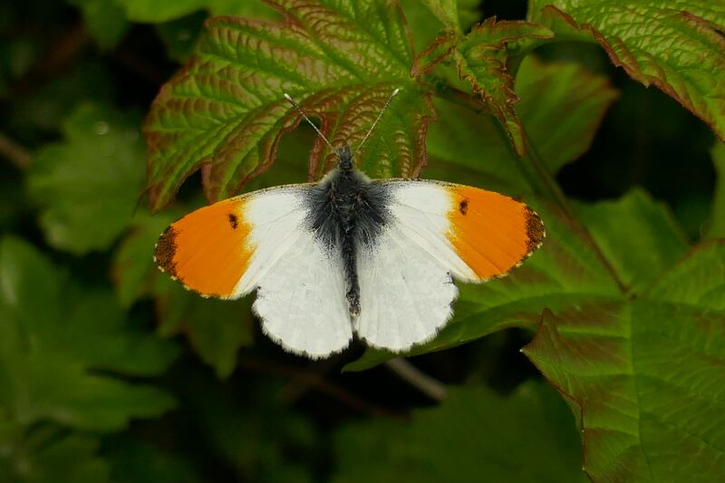 Orange-tip Mulhussey butterfly. Photograph supplied by Jesmond Harding