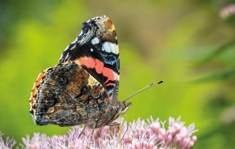A red admiral butterfly, from Wild Waterways by Robert O'Leary