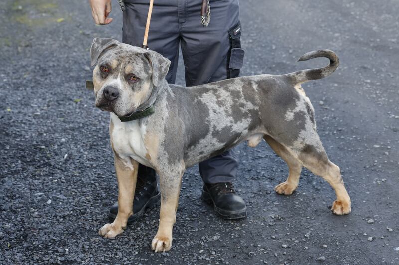 XL Bully: Hercules. Photograph: Nick Bradshaw