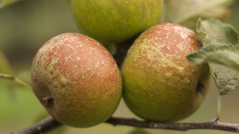 Apples growing in an Irish garden. Photo Credit Richard Johnston