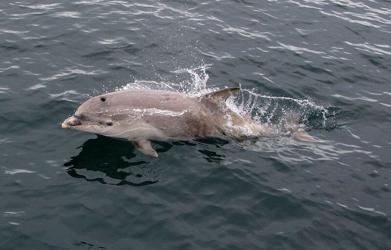 Dolphins escort the fast ferry to Rathlin Island. Photograph: Paul Faith