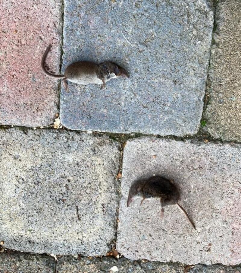 Pygmy shrews