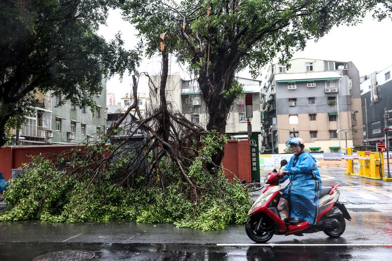 A motorcyclist rides past fallen trees due to strong winds caused by Typhoon Gaemi in Keelung, Taiwan, on July 25th. Photograph: I-Hwa Cheng/AFP via Getty