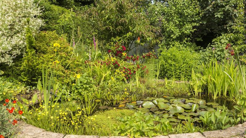 Garden pond
