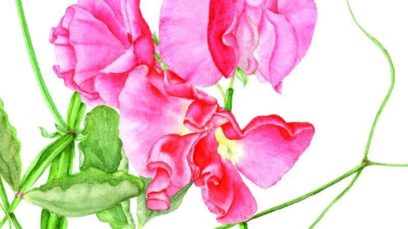 A finished painting of Lathyrus ‘Florencecourt’ by botanical artist and ISBA member Diane Davidson