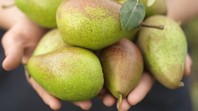 Pears from an Irish garden. Photograph: Richard Johnston