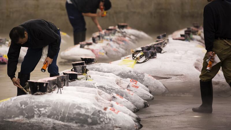 Buyers inspect tuna prior to the final auction at Tsukiji market in Tokyo, Japan. Photograph: Tomohiro Ohsumi/Bloomberg