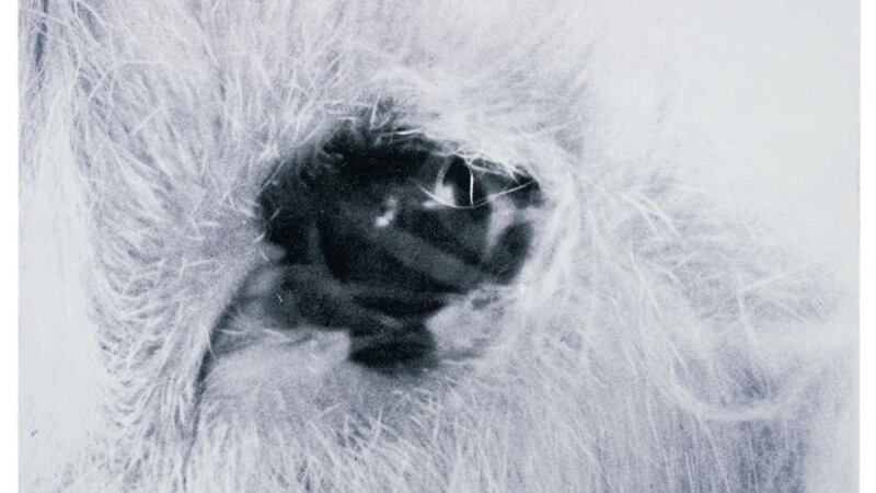 Joel Fisher’s image of the dog’s deep and knowing eye is powerful and arresting.  Photograph: Reproduced by permission of the artist