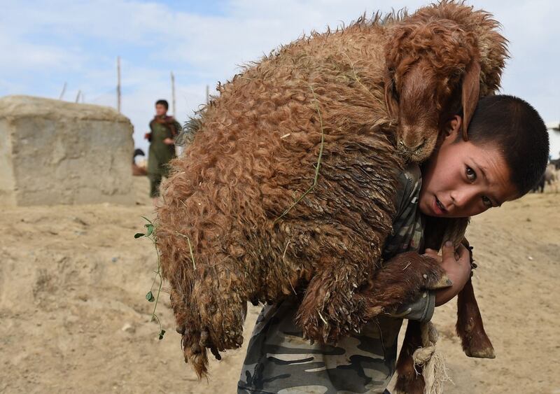 September 22nd, 2015: An Afghan boy carries a sheep on his shoulders at a livestock market ahead of the sacrificial Eid al-Adha festival in Kabul. Photograph: Shah Marai/AFP
