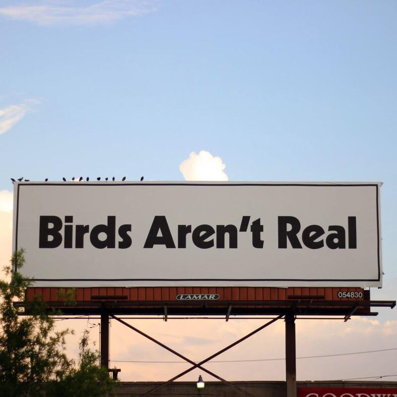 Most Birds Aren’t Real members grew up in a world overrun with misinformation. Photograph: Peter McIndoe/The New York Times
