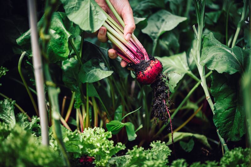 When buying young vegetable transplants from garden centres, just make sure to avoid any that look stressed. Photograph: Getty Images