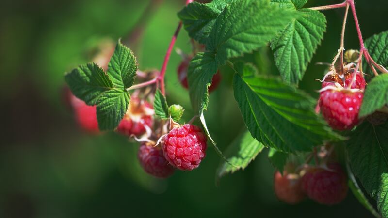 Raspberries. Photograph: Richard Johnston
