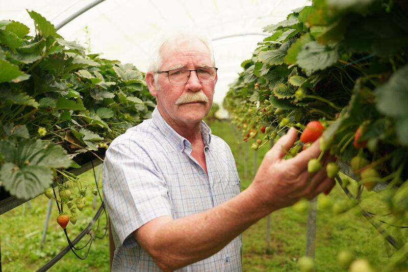 Martin Murphy has been growing strawberries in Wexford for more than 30 years and says high costs and a shortage of pickers are driving small producers out of the business. Photograph: Enda O'Dowd