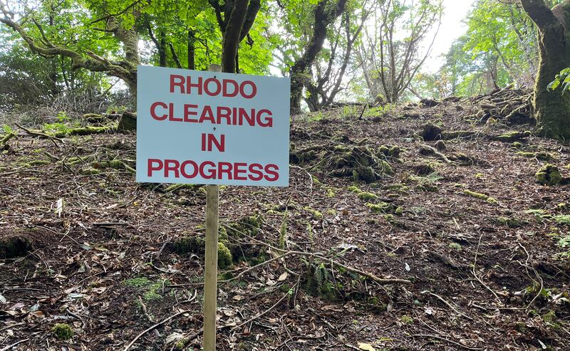 Clearing of Rhododendron ongoing near Kylemore Abbey in Connemara in 2023. Decimation of trees by herbivores can result in species such as rhododendron taking over a habitat. Photograph: Bryan O'Brien/The Irish Times 
