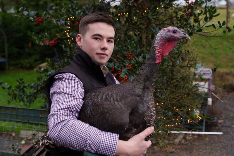 Turkey farmer Pierce McKevitt on the family farm, Ferryhill farm, in Omeath Co Louth. Photograph: Barry Cronin