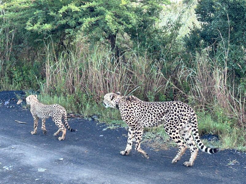 Cheetah and cub in Nambiti game reserve. Photograph: Martin Doyle