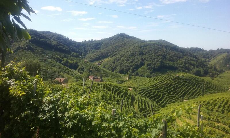 Prosecco vineyards near Valdobbiadene. Photograph: Emma Cullinan