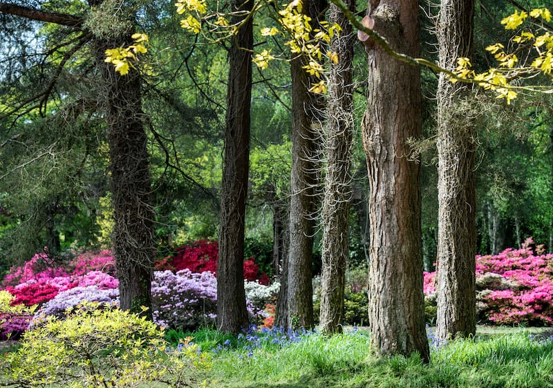 JFK Arboretum: 'It’s a world-class arboretum whose significance is only beginning to be full appreciated,' says its curator Dr Darach Lupton. Photograph: Bernard van Giessen