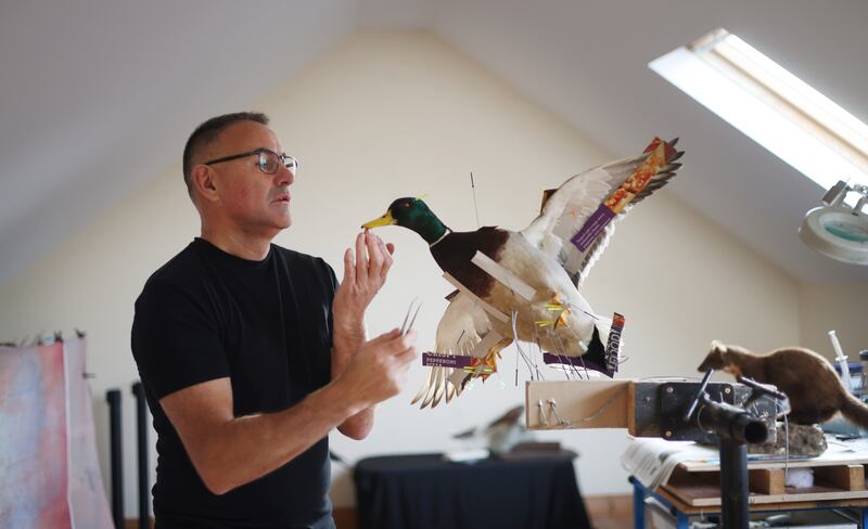 Donal Mulcahy at work on a Mallard Drake in his studio. Photograph: Bryan O'Brien