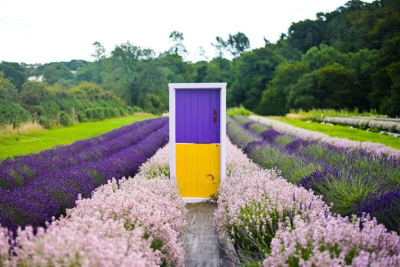 Wexford Lavendar Farm, Inch, Co Wexford