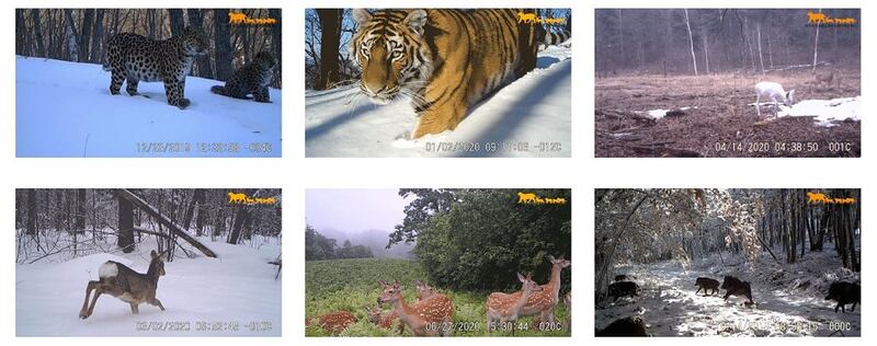 Photograph: National Forestry and Grassland Administration, China