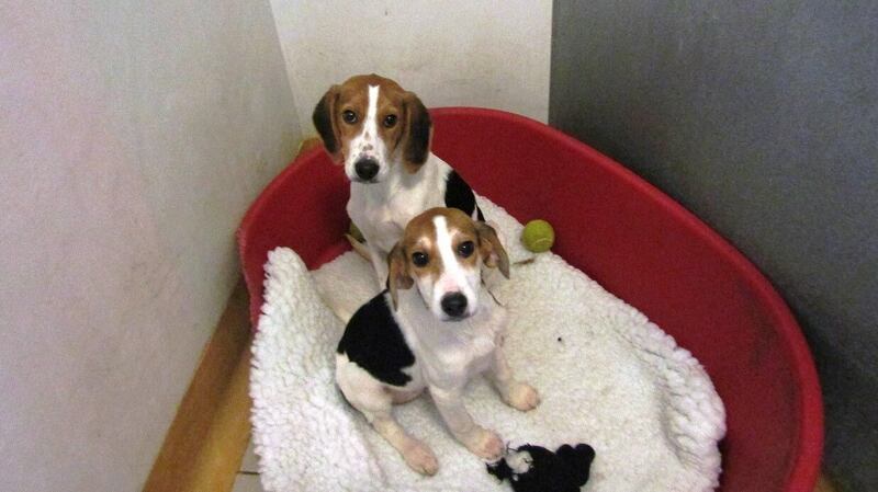 Some of the puppies found in Wales