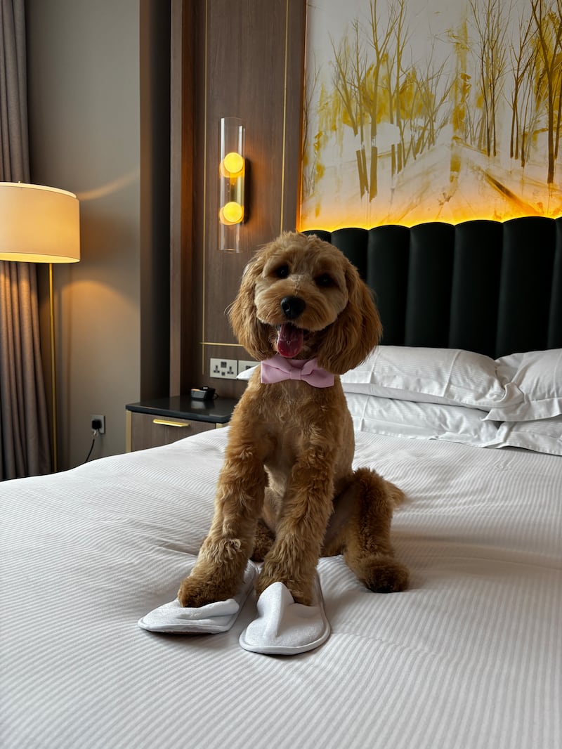 A warm welcome for VIPs - very important pets