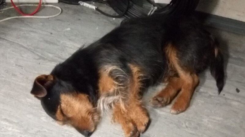 Hamish takes a nap after his ordeal. Photograph: Iarnród Éireann