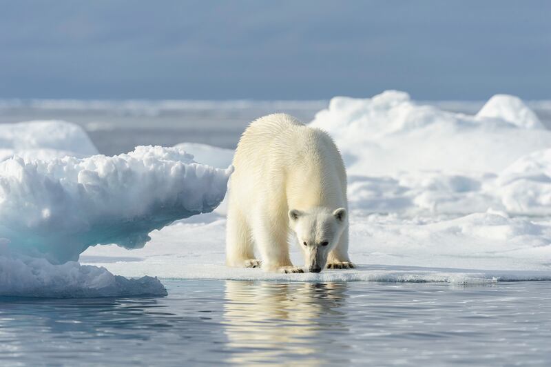 A luxury cruise in Greenland is an unforgettable journey through one of Earth's last true frontiers