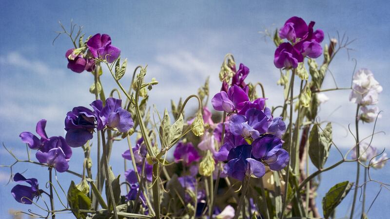 Terminal tendrills and pink & purple Sweet Pea flowers (Lathyrus Odoratus)reach up to the sunshine. Photo: Getty