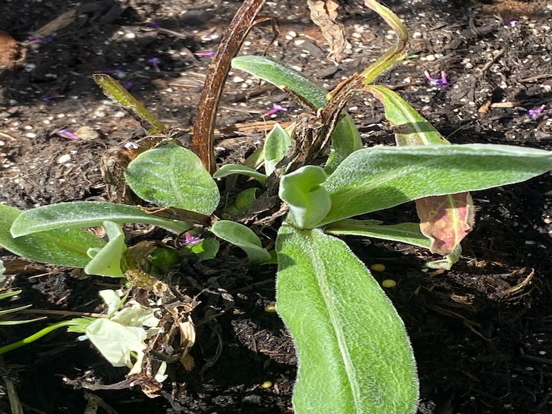 Centaurea pre-haircut. Photograph: Jennifer Cosgrove