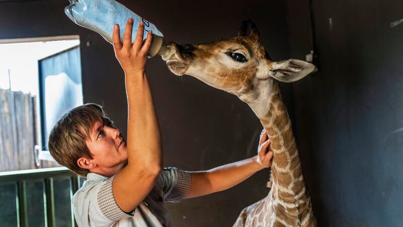 Janie Van Heerden feeds Jazz, a nine-day-old giraffe at the Rhino orphanage in the Limpopo province of South Africa. Photograph: Jerome Delay/AP