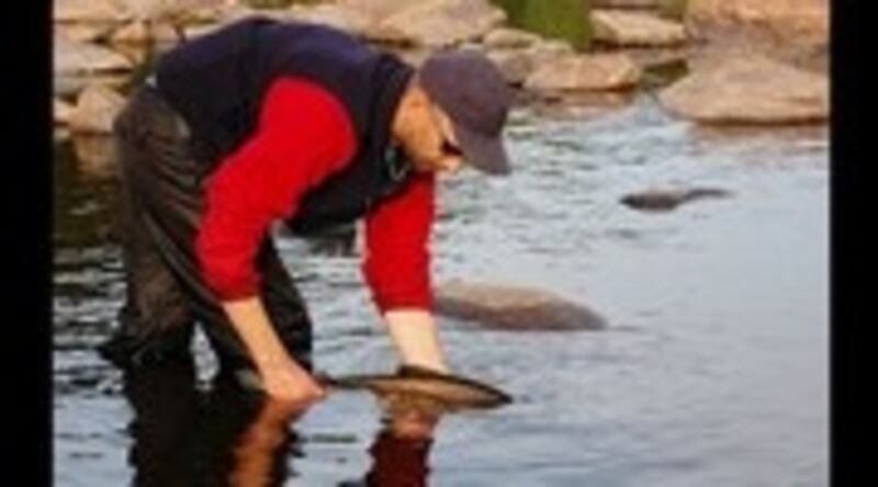 Practising catch and release  –  the way forward to sustaining salmon stocks