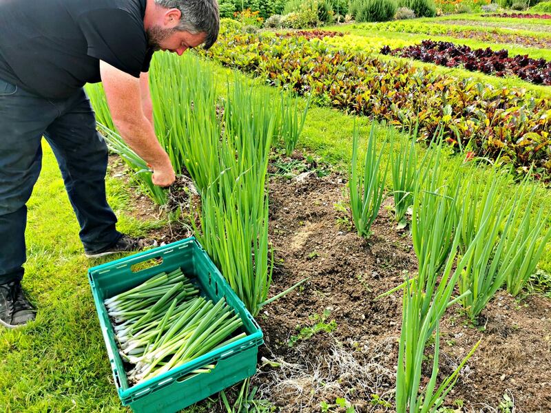 Richard Fitzgerald of The Woodlands Hotel in Adare: “Come summertime we’re up to about 75 per cent of our fruit and vegetables coming from our own gardens.”