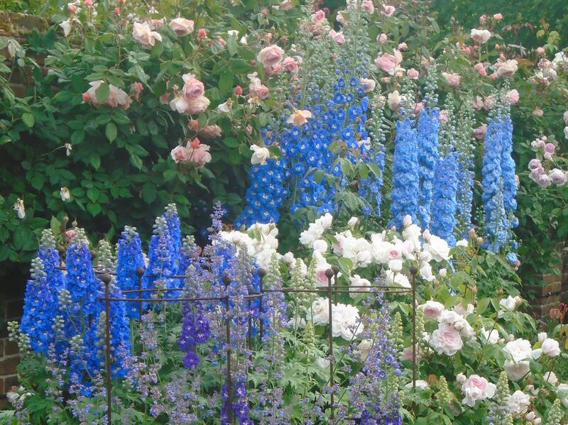 Delphinium. Photograph: Carol Bruce/NGS/PA