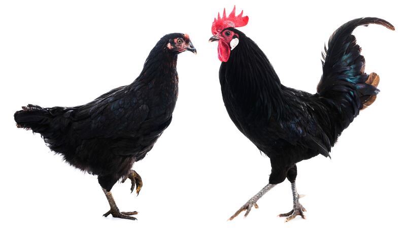 Good Friday: families would share a black hen’s first egg, to ward off sickness. Photograph: iStock