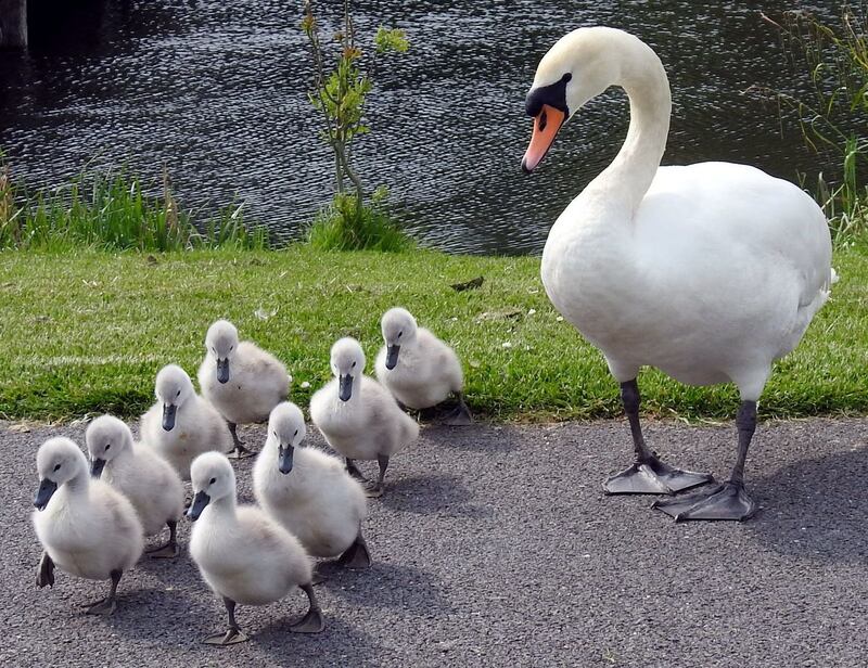 Summer Pix 2019: families come in all makes, shapes and sizes. Photograph:  Susanne Plummer