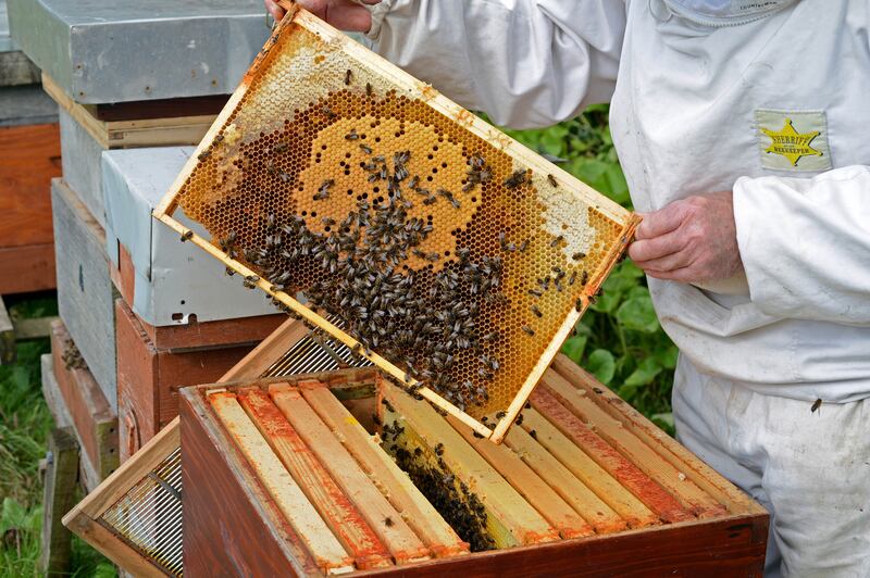 Annual FIBKA Beekeeping Summer School will take place in Maynooth. Photograph: Eric Luke
