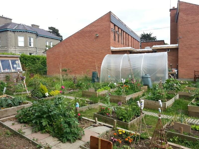 Making the most of a small site with raised beds, polytunnel and compost bins at St Brigid's National School in Stillorgan.