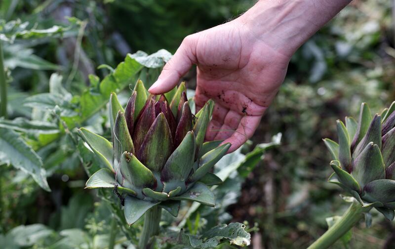 Andrew Walker's globe artichoke. Photograph: Laura Hutton