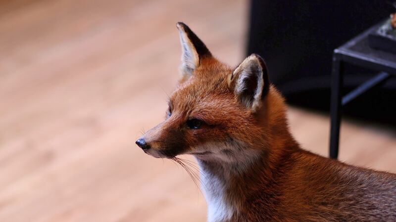 Work by Donal Mulcahy, a Co Limerick taxidermist. Photograph: Bryan O'Brien