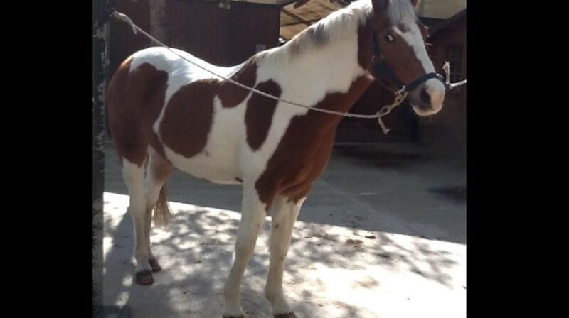 The Ewing family said Spot (pictured), a skewbald pony sent to them in Majorca by Co Sligo showjumper Michael Kearins, was an inferior pony to Buddy, who they thought they were set to receive.