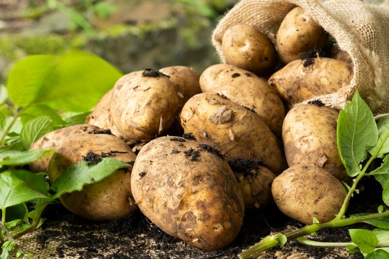 Potatoes are often underestimated for their nutritional value. Photograph: iStock