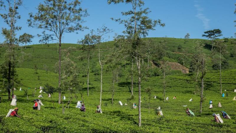 Workers harvesting tea on a plantation near Hatton.